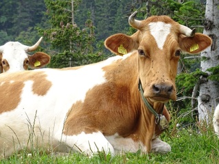 Slovenska planinska pot - krávy potkáte na každém rohu