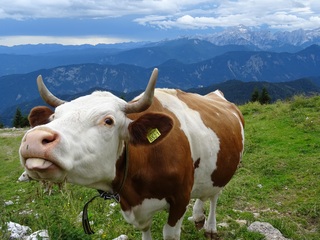 Když na vás kráva plazí jazyk, tak to nepřehlédnete. Během treku: Slovenska planinska pot