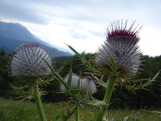 Slovenska planinska pot